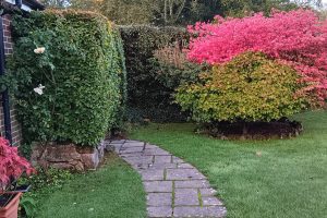 Euonymous Alatus Burning Bush